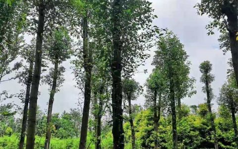 四川优家美地园林绿化有限公司推出高品质红叶石楠，赋能城市绿化升级