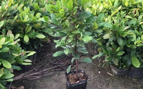 沭阳县扎下镇林秋种子经营部推出高品质草坪草籽，助力城市绿化升级