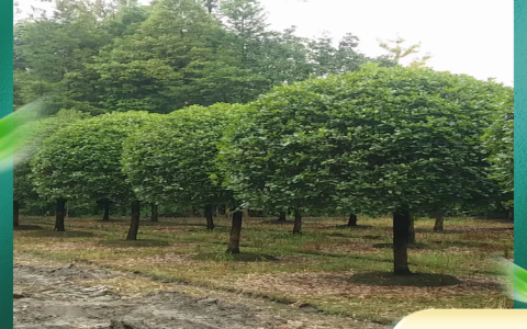 温江区小型园艺场绿化紫薇上市，多品类苗木直销助力景观工程