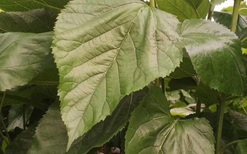 广西中科富农牧林业发展有限公司山野葡萄苗上市，拓宽特色种植新路径