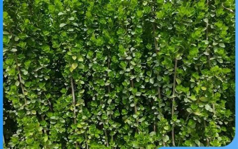 青州市宝轩园林绿化有限公司深耕时令草花培育，打造园林景观新标杆