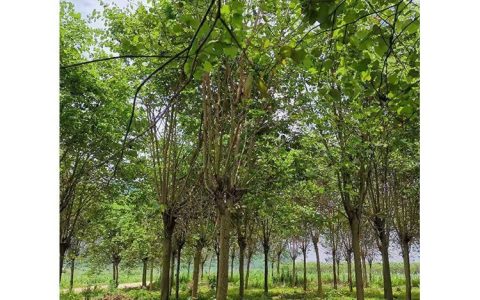 深耕生态景观，柳州市柳城县绿柳种养专业合作社绿化树获市场高度认可