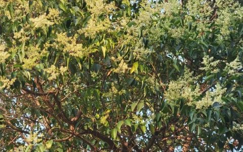 宿迁坤之宁园艺有限公司深耕芍药种植，打造多元化园艺供应链