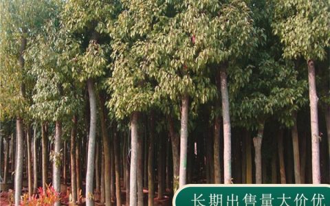 江苏鹭鸟生态建设有限公司深耕红梅培育，打造多元化花灌木产业矩阵