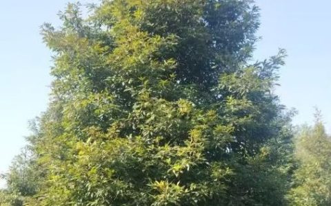崇州市崇阳正兴园艺场深耕桢楠培育，推动苗木与花卉种植销售高质量发展