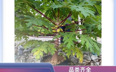 漳浦县马口可购园艺场高品质黄花风铃木上市，助力景观工程升级