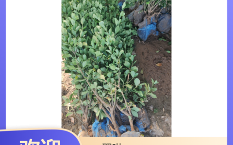 北京翠琳生态园林建设有限公司创新树木移植技术，赋能城市生态建设
