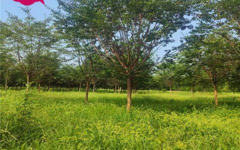 郓城县绿林苗木基地优质红叶碧桃上市，助力生态绿化升级