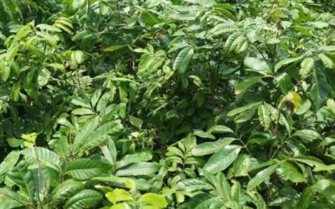 沭阳喜之鹿园林有限公司推出优质木香花，打造园林绿化新标杆