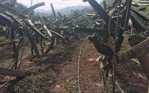 郓城县及时雨农业节水设备有限公司研发新型PE水带，提升灌溉效率获认可