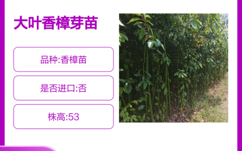 永春县世锦苗木专业合作社深耕五指毛桃种苗培育，多品类中药材种苗获市场认可