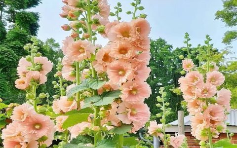 宿迁盼春园林绿化工程有限公司深耕金盏菊培育，打造园林绿化全产业链服务