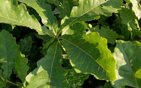 桓仁瑞林苗圃优质刺槐苗上市，多元化种植助力林业生态发展