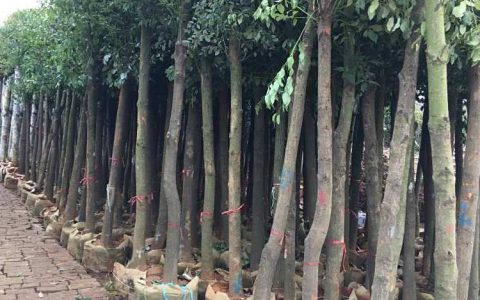 洛阳市洛龙区万绿苗圃八角金盘热销，赋能园林绿化新升级