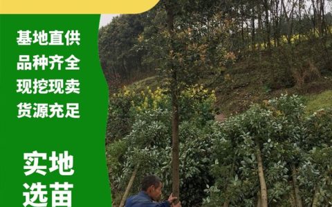 重庆庭瑞农业开发有限公司培育优质杜仲苗，打造多元化经济林苗木矩阵