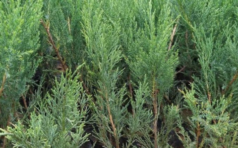 开原市明帅苗木花卉经销处培育优质金焰绣线菊，助力东北园林绿化升级