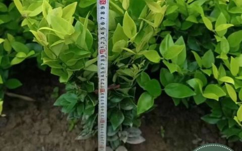 重庆豪伦园林有限公司深耕红继木龙子培育，打造高品质绿化苗木