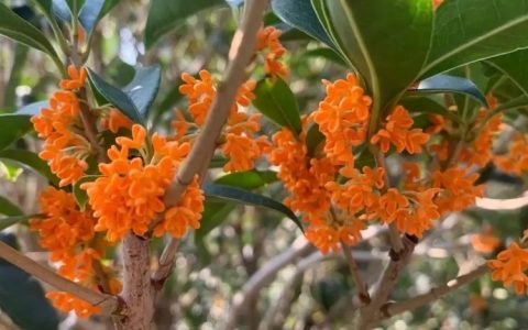 丸井花卉（沭阳）有限公司高品质桂花上市，丰富花灌木市场供给