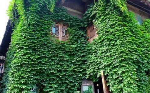 依托交通便利优势，沭阳珂宇园林绿化苗木中心实现工程供苗高效交付