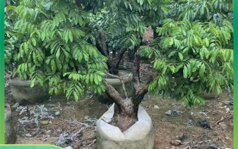 东莞市东城森谷苗木经营部（个体工商户）推出优质车轮梅，助力园林景观升级