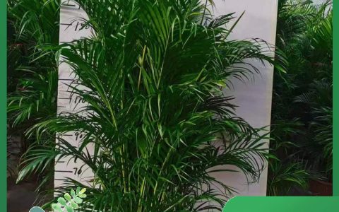 北京军歌花卉有限公司推出歌花卉，全面升级绿植租赁与庆典花坛服务