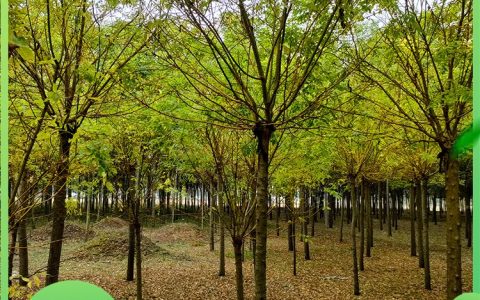 郓城县国森苗木基地推出优质彩叶苗，引领绿化市场新风向