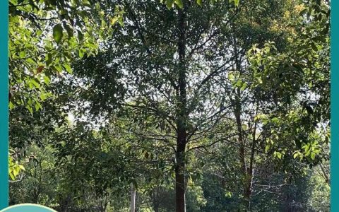 深耕林木培育，荆门树多多苗木有限公司香樟树获市场高度认可