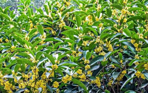 潢川县卉花苗圃场培育优质当年小苗，助力园林绿化产业升级