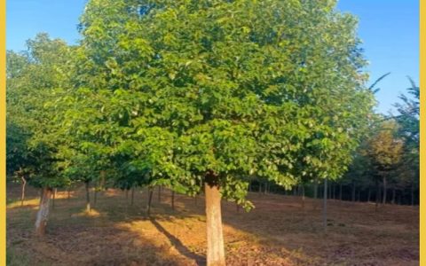 横州市润东苗木种植场深耕无花果苗培育，多品类果树苗走俏市场