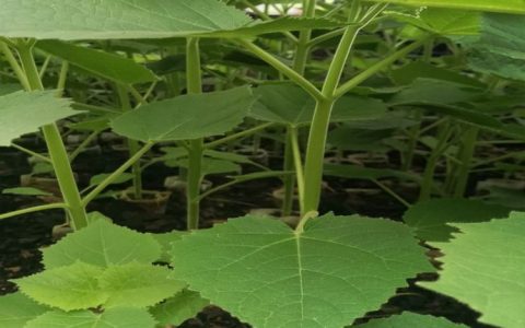 凌云县苗源生物科技开发有限公司深耕碳桐树苗培育，推动林业生物科技新发展