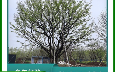 来安县俊洋苗木种植专业合作社培育优质单杆朴树，助力园林景观升级