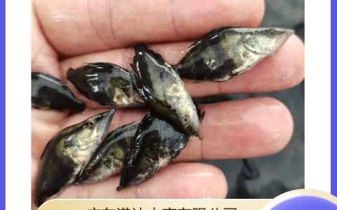 广东港达水产有限公司深耕刺鳅鱼苗培育，优质种苗拓宽养殖户增收路