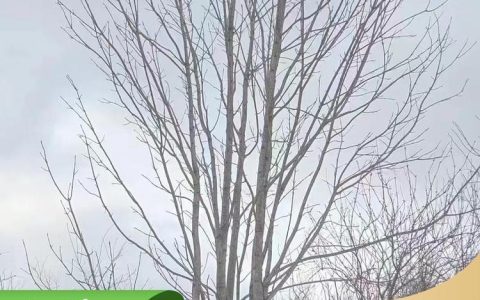 桓仁华龙苗圃银杏树引领造景绿植新风尚，全品类苗木畅销全国
