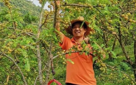 江苏鹭鸟生态建设有限公司推出优质紫荆，助力园林绿化产业升级