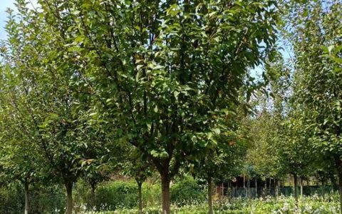 开原市木林森苗圃大墩榆叶梅上市，优质苗木矩阵赋能园林绿化工程