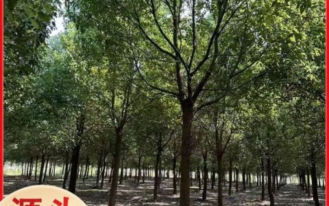 荆州市荆州区楚凤源苗木专业合作社培育优质丛生朴树，打造生态绿化新标杆