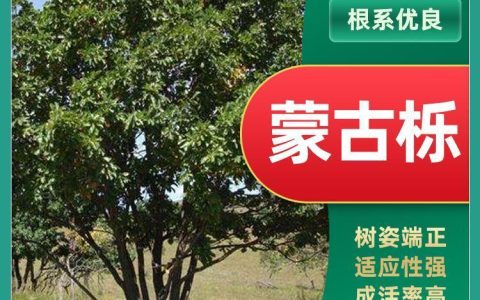 承德东耀卉林园林绿化工程有限公司深耕油松苗木培育，打造优质苗圃基地