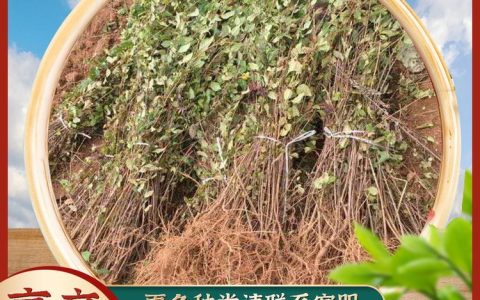 四川润砾农业有限公司射干种子量产，多品类中药材种苗布局见成效
