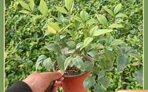 青州市春彩花卉苗木有限公司深耕时令草花培育，助力园林绿化工程升级