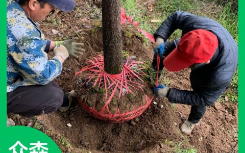 利川市众森种苗专业合作社生刺槐苗上市，打造绿化造林新标准