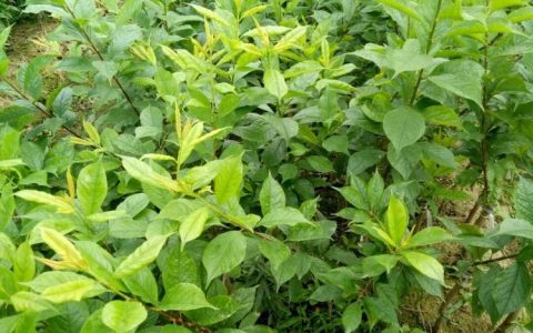 猫米花卉（宿迁）有限公司培育优质大花雏菊，打造园林绿化新选择