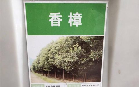 宿迁大花地园林绿化有限公司优质木瓜树上市，赋能生态景观新格局