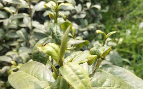 信阳市平桥区怡品茶厂优质茶苗上市，赋能茶产业提质增效