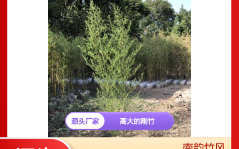 深圳市南韵竹风景观园林有限公司深耕植物租赁，打造多元化绿化工程新标杆