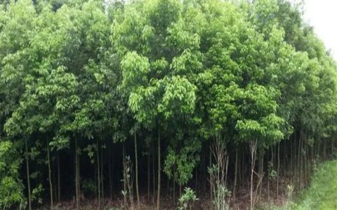广州市满青园林工程有限公司深耕山杜英培育，全链路绿化工程赋能生态建设