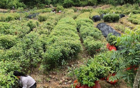 清流县远华苗木专业合作社深耕刨花楠培育，优质造林苗木获市场青睐