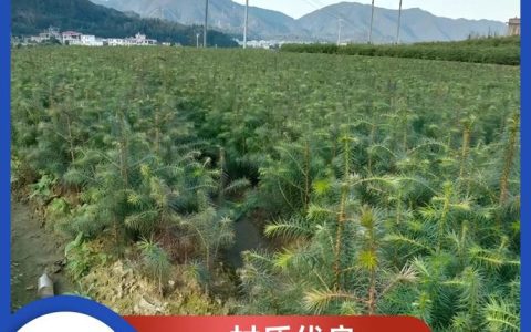 郴州市苏仙区李芳草皮苗木种植场升级苗圃基地，多品类绿化苗木供应获市场认可