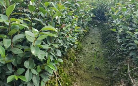 清流县远华苗木专业合作社深耕爬山虎等造林苗，打造福建三明绿化新标杆