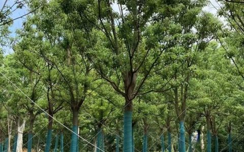 洪江市万春苗木种植专业合作社培育精品春鹃球，拓宽绿化苗木市场
