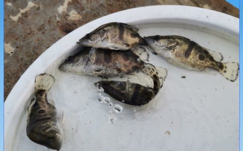 重庆市潼南区渔沁淡水鱼养殖有限公司培育优质草鱼苗，引领水产养殖新风向